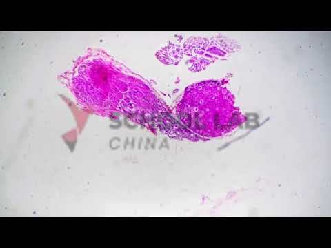 Prepared Microscope Slide - Escherichia coli W.M.